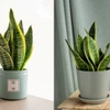 Những loại cây dễ chăm sóc, hút ẩm, giảm mùi trong nhà mùa nồm