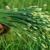 Loại rau "rẻ bèo" ở Việt Nam, nước ngoài gần 200.000 đồng/kg