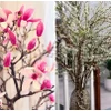 Hai loại hoa 'như cành củi' hút khách dịp Tết Bính Ngọ 2026
