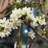 Mận rừng xuống phố 'ngóng' khách chơi Tết sớm 