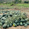 Người nông dân rớt nước mắt với loạt nông sản rớt giá chỉ vài nghìn đồng/kg