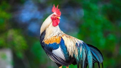 Phật Tổ độ mệnh, 3 tuổi hết khổ, 45 ngày tới giàu ngút trời