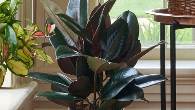 Điểm danh 7 cây cảnh vừa lọc khí độc, vừa hút lộc vào nhà