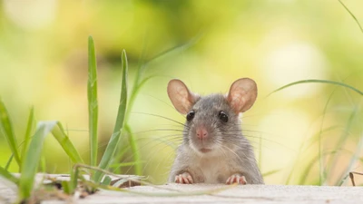 3 con giáp vượng tài nhất 7 ngày tới, tiền đầy túi... lộc đầy tay