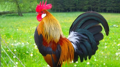Hé lộ 3 con giáp đón 'đại lộc' 7 ngày tới, ai giàu số 1?