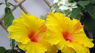 Đặt 4 cây cảnh ở ban công, gia chủ dễ gặp tai ương, xui xẻo