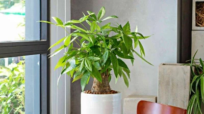 5 cây cảnh hút tiền nhưng "tay mới" không nên trồng