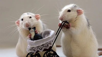 4 con giáp đỏ nhất tháng 7, tiền đầy túi... vàng đầy kho