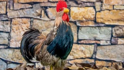 Giữa tháng 6, 3 con giáp trúng số đổi đời, ai độc đắc?