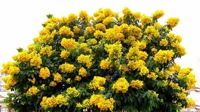 6 cây cảnh giúp trấn trạch, hút tài lộc và trường thọ