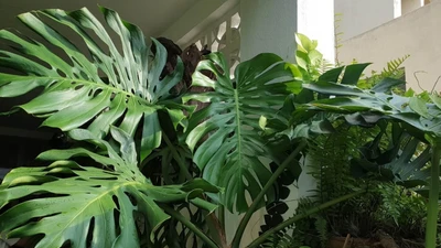 Cây trầu bà hút tài lộc mạnh nhất khi đặt ở 3 chỗ này