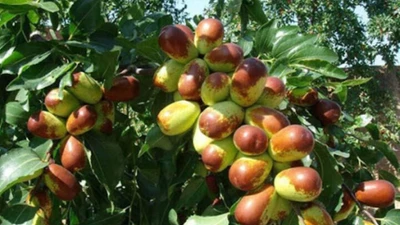 4 cây cảnh gia bảo mang tài lộc, thịnh vượng đến từng nhà