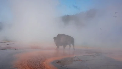 Bò rừng bị luộc chết tại suối nước nóng Yellowstone gây sốc