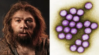 Virus cổ xưa nhất thế giới tìm thấy trong người Neanderthal 50.000 năm