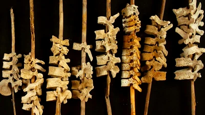 Bí ẩn hàng trăm đốt sống người xâu chuỗi trên cọc sậy 