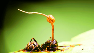 Nấm ký sinh trong hổ phách 99 triệu năm tuổi