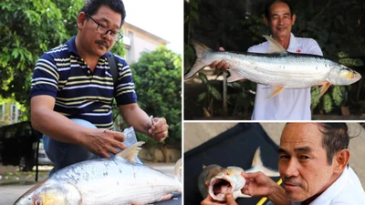 "Cá ma" sông Mê Kông tái xuất thần kỳ sau 20 năm vắng bóng
