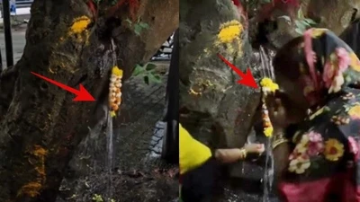 Cây phượng cổ thụ "khóc" ra nước thánh, chuyên gia hé lộ sốc