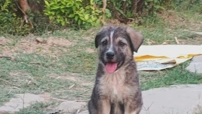"Thần thú" cứu cả làng khỏi thảm họa sạt lở đất kinh hoàng