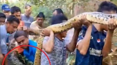 Kinh hoàng trăn siêu to nuốt chửng người giữa ban ngày