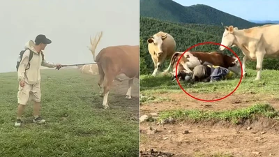Trêu chọc linh thú, du khách bị đàn bò điên cuồng giẫm đạp