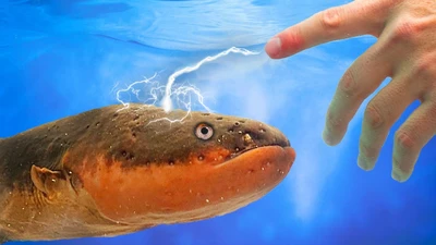 Trình làng loại pin độc đáo lấy cảm hứng từ cá chình điện