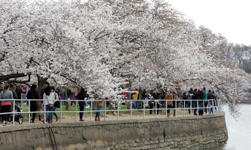 Rực rỡ sắc hoa anh đào đua nở ở Washington