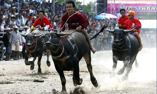 Lễ hội đua trâu ở Thái Lan qua ảnh
