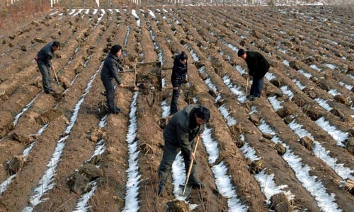 Ảnh ấn tượng về cuộc sống đời thường Triều Tiên