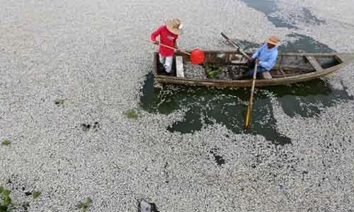 Những vụ cá chết hàng loạt do ô nhiễm