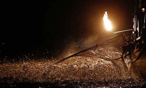 Độc đáo nghề bắt cá bằng mồi lửa ở Đài Loan