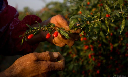 Số phận của những người hái sơn trà ở Trung Quốc 