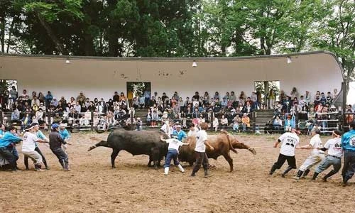 Lễ hội chọi trâu bò độc đáo ở Nhật Bản 