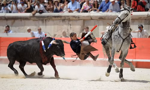 Màn biểu diễn “thót tim” của nữ võ sĩ đấu bò tót