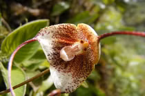  Những giống lan kỳ dị có gương mặt khỉ khiến thế giới sửng sốt