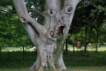 3 cây ác tuyệt đối không trồng trước nhà, dễ gặp tai ương xui xẻo