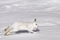 Tận thấy các loài thỏ hoang dã kỳ lạ nhất hành tinh