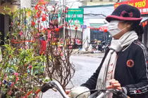 Hoa Tết 2026, chuyên gia tư vấn chọn cây đẹp, chơi bền