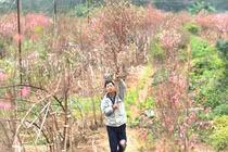 Chuyên gia chỉ 4 tiêu chí nhận biết đào đẹp, bền hoa chơi Tết