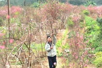 Chuyên gia chỉ 4 tiêu chí nhận biết đào đẹp, bền hoa chơi Tết