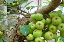 Trồng cây sung đúng hướng, đúng tuổi... giữ lộc quanh năm