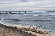 Cá voi 'khủng' dạt đảo Bé giữa bão số 10, điềm lành hay hiện tượng lạ?