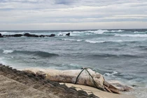 Cá voi 'khủng' dạt đảo Bé giữa bão số 10, điềm lành hay hiện tượng lạ?