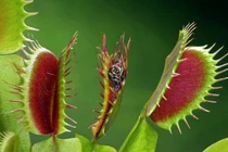 10 khả năng giao tiếp của thực vật khiến giới kinh ngạc