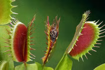 10 khả năng giao tiếp của thực vật khiến giới kinh ngạc