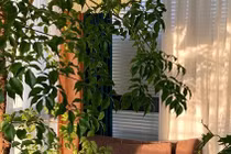 Đặt 3 cây phong thủy này trong phòng khách, tiền vô như nước