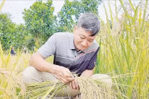 'Nhà khoa học nông dân' tạo giống nếp thơm được cấp bằng bảo hộ giống