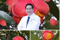 Hành trình đẹp như hoa của bác sĩ vừa được đặt tên cho loài trà my mới