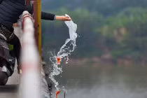 Cúng ông Công ông Táo, thả cá chép sao cho đúng để tránh nghiệp sát sinh?