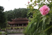 Tâm lành, hướng Phật, có nhất thiết phải đến chùa?